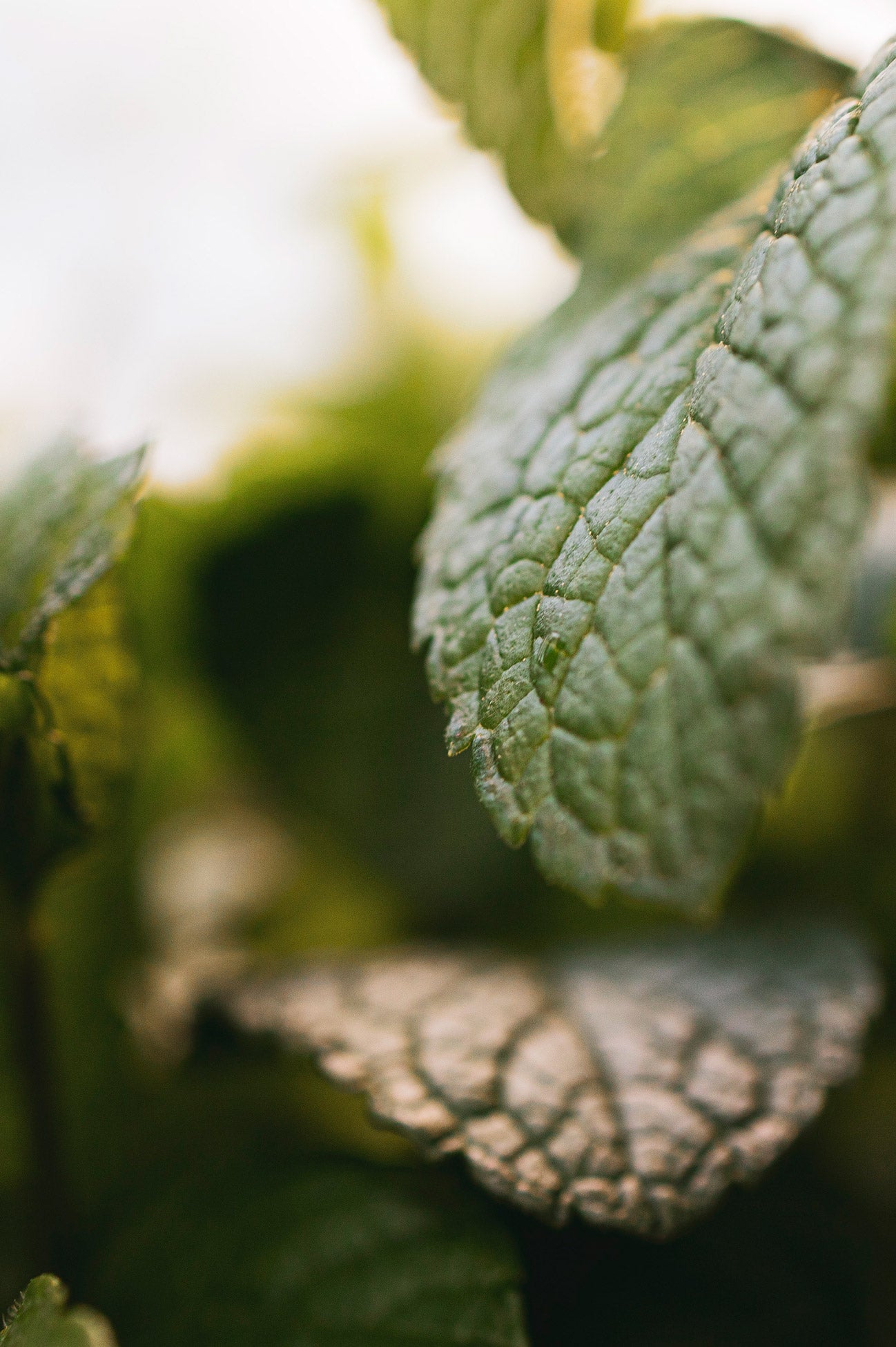 Jivamukti Aulief (China Gel) 16oz Pump Bottle