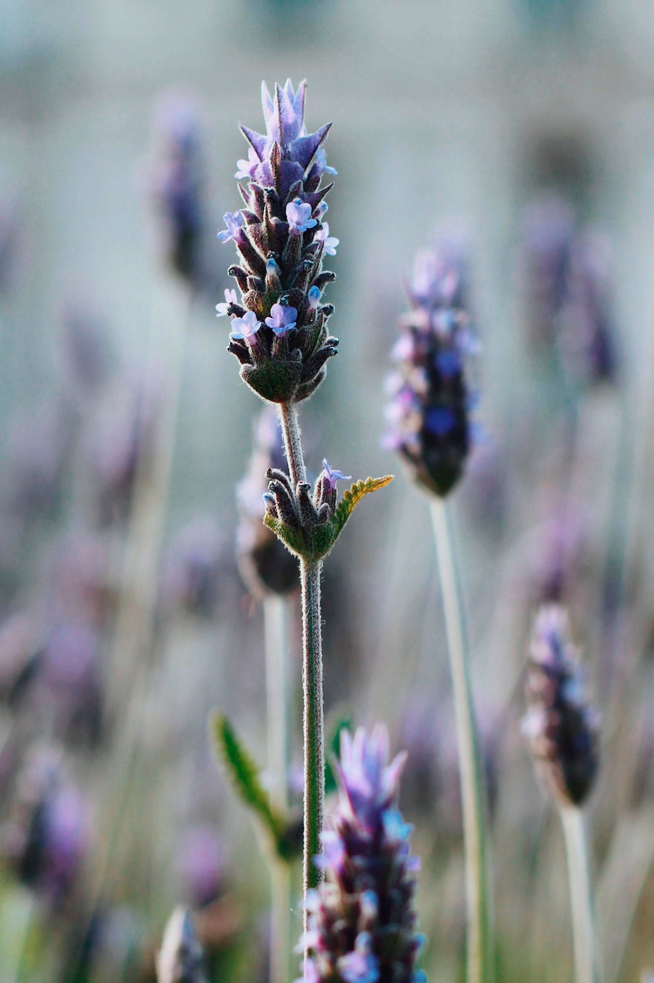 Lavender Aloe Lotion